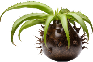 Plant pot png with AI generated.