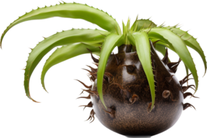 plante pot png avec ai généré.