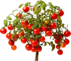 Tomato plant png with AI generated.