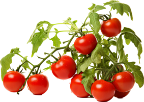 Tomato plant png with AI generated.