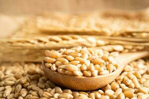 granos trigo, comercio exportar y economía concepto. foto