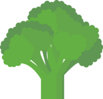 Flat broccoli icon png