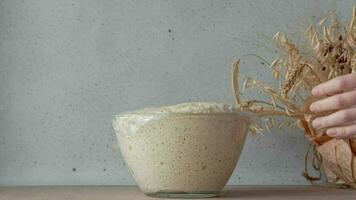 Yeast dough rising in a glass bowl and then hands take the bowl, put baking dish on the table and pour dough into it. Stop motion animation video. Ears of wheat on the background video