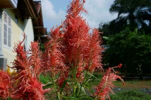 An ornamental flower plant which has the Latin name celosia argentea in the garden photo