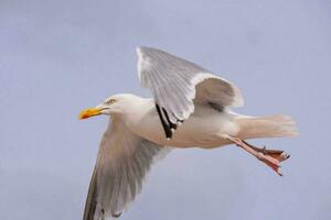 a seagull flying in the sky with its wings spread photo