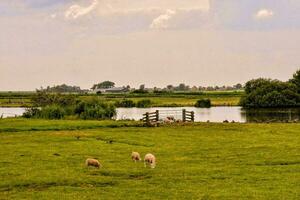 sheep grazing in the grass by a lake photo