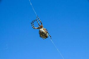 a spider on a web in the blue sky photo