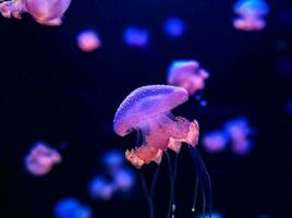 jellyfish in the dark photo