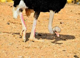 an ostrich walking on the ground with its legs spread photo