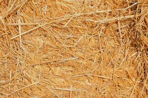 a close up of straw in a hay bale photo
