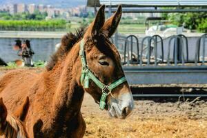 a donkey is standing in a field with a fence photo