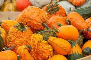 calabazas en el jardín foto