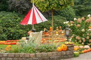 Pumpkins in the garden photo