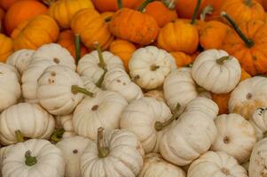 Pumpkins in the garden photo