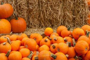 Pumpkins in the garden photo