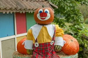 Pumpkins in the garden photo