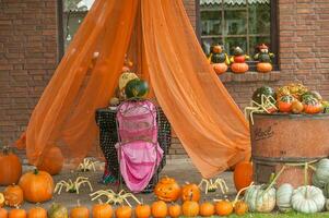 Pumpkins in the garden photo