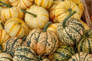 calabazas en el jardín foto