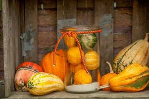 calabazas en el jardín foto