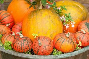 calabazas en el jardín foto