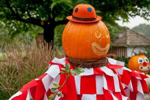 Pumpkins in the garden photo