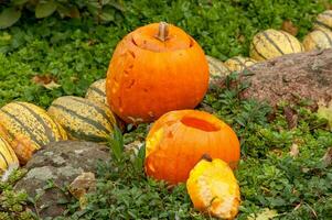 Pumpkins in the garden photo