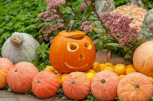 Pumpkins in the garden photo