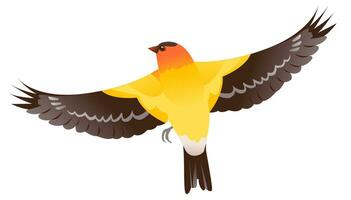 Bird Baltimore Oriole vector illustration isolated on a white background. A bird in flight