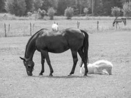 horses on a medow in westphalia photo