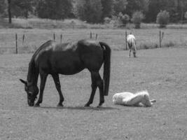 horses on a medow in westphalia photo