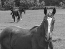 horses on a medow in westphalia photo