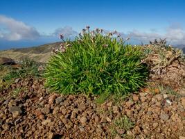 madeira island in portugal photo