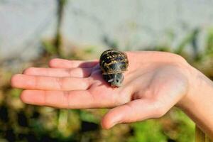 un pequeño caracol es siendo retenida en de alguien mano foto