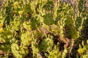 a cactus plant with flowers photo