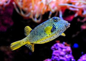 a yellow and blue puffer fish swimming in an aquarium photo