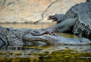 two alligators are resting in the water photo