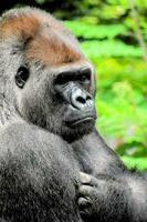 a gorilla is sitting with arms crossed photo