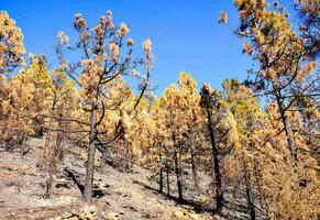 a forest that has been burned by fire photo