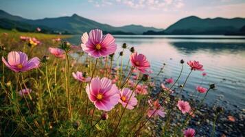 A beautiful summer field of pink cosmos flowers by the lake, natural sunlight, and a bright summer sky background. Generative AI photo