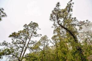 pine trees in the forest photo