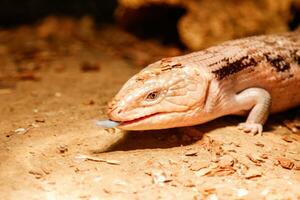 Beautiful blue-eyed skink lizard, tiliqua scincoides photo