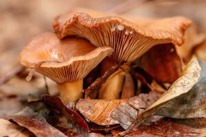 beautiful mushrooms under yellow, orange forest leaves photo