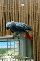 Parrot Jaco sits on a cage photo