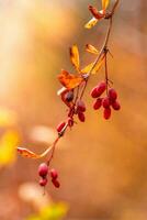 autumn branches with leaves and red berries on branches photo