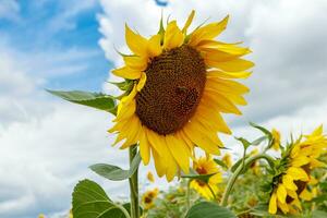 Beautiful field of yellow sunflowers on a background of blue sky with clouds photo