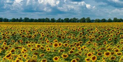 Beautiful field of yellow sunflowers on a background of blue sky with clouds photo