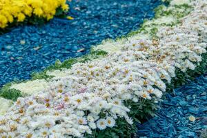 multicolor flor camas de hermosa crisantemos foto
