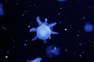 macro of a beautiful jellyfish stomolophus meleagris photo