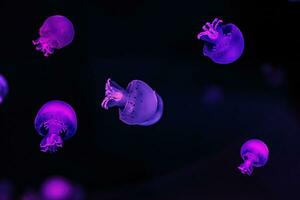 macro photography underwater cannonball jellyfish photo