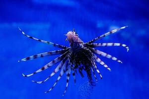 pescado pez león - cebra, pterois volitans foto